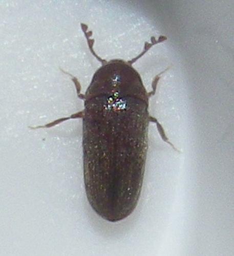 Trixagus dermestoides